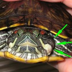 Čo je najčastejšou chorobou žltej červenej korytnačky?