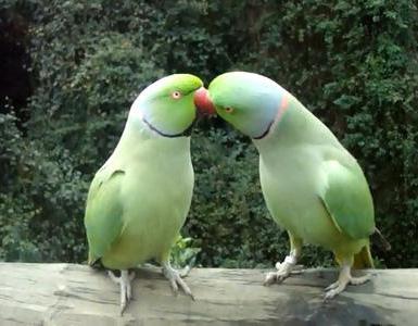 Prečo sa papagáje môžu rozprávať: Zverejnenie vtáčích tajomstiev