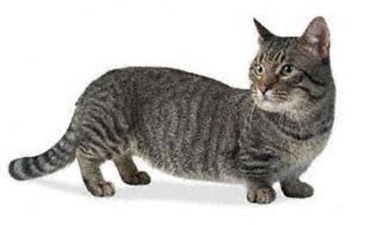 Najmenšie mačky na svete a ich vlastnosti