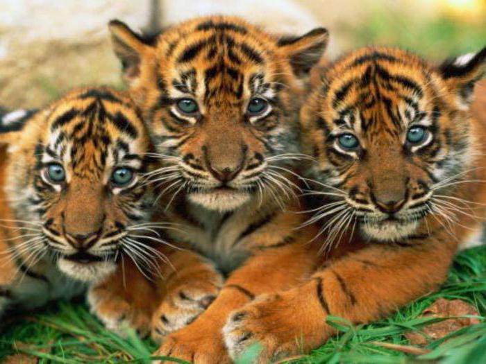 Tajomstvo o tigroch: skúmame zvierací svet