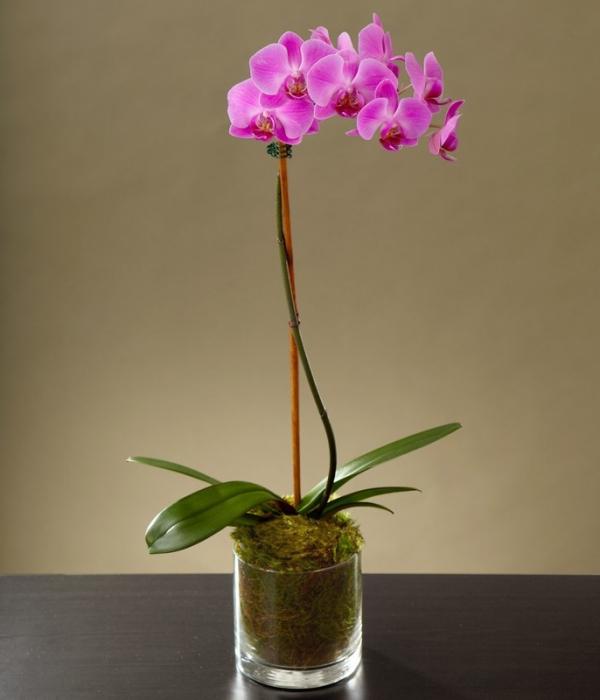 Elegantné krásy orchideí: starostlivosť doma. phalaenopsis
