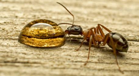 opatrenia na boj proti záhradným mravcom