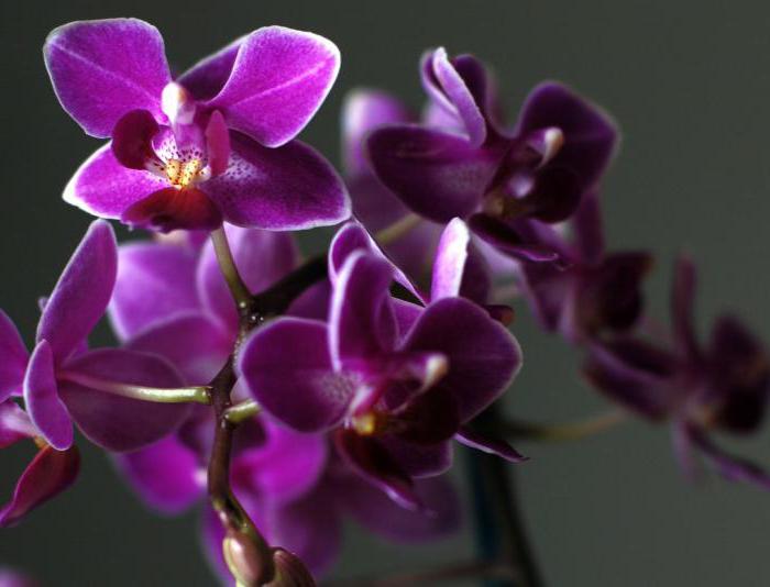 Mini orchidey: domáca starostlivosť. Pygmy orchid