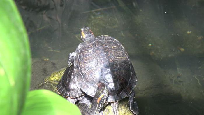 Informácie o tom, ako sa korytnačky združujú suchozemské a červenooké